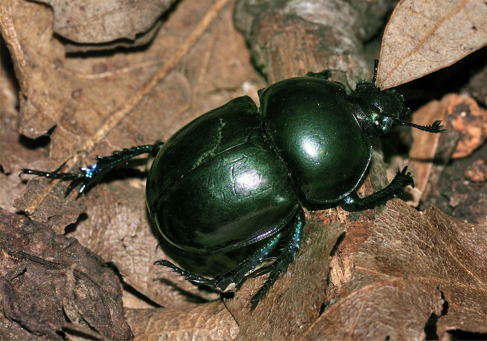 Geotrupidae verde metallizzato